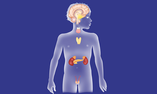 ENDOCRINE GLAND